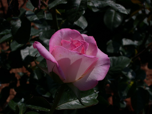 Tea Rose