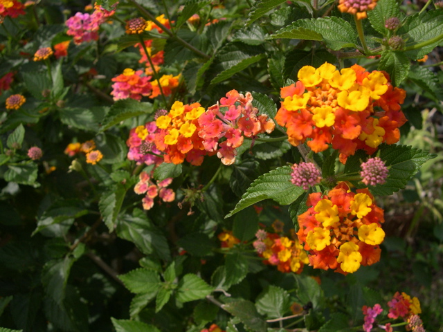 Lantana