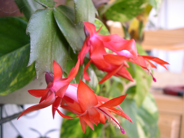 Christmas Cactus