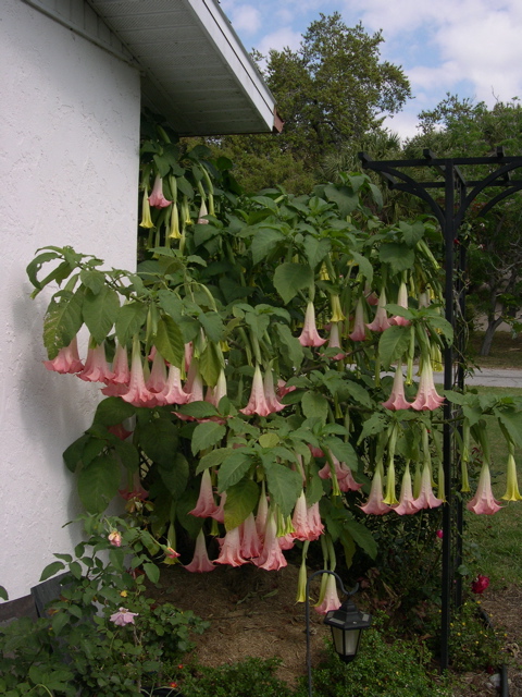 Trumpet Flower