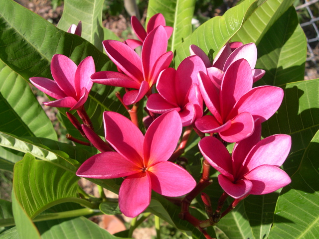 Plumeria