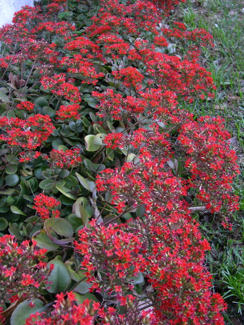 Kalanchoe