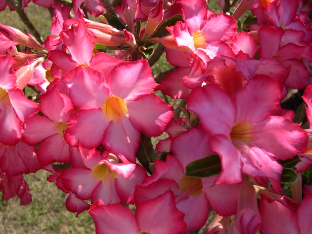 Desert Rose