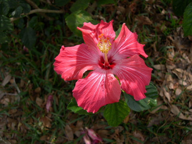 Hibiscus