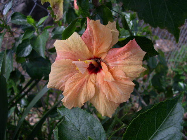 Hibiscus