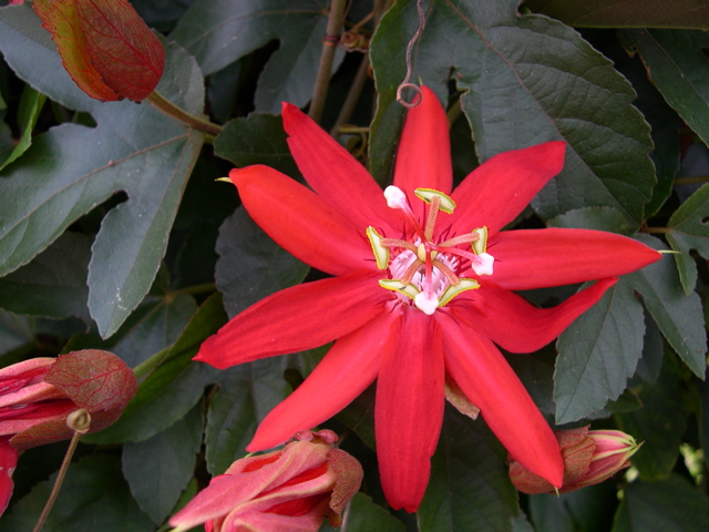 Passion Flower