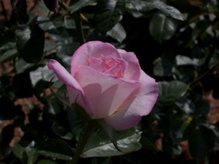 Tea Rose