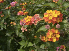 Lantana