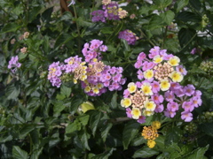 Lantana