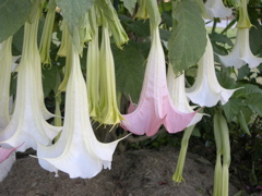 trumpet flower