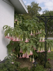 Trumpet Flower