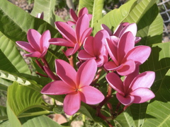 Plumeria