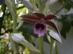 Nun Orchid