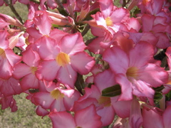 Desert Rose