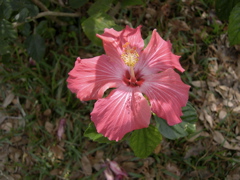 Hibiscus