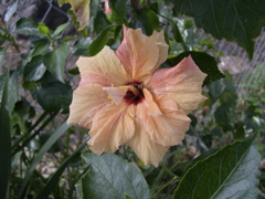 Hibiscus