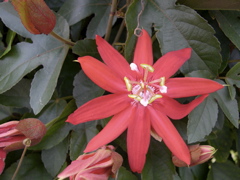 Passion Flower