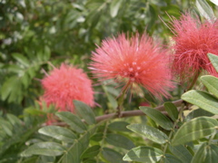 bottle brush